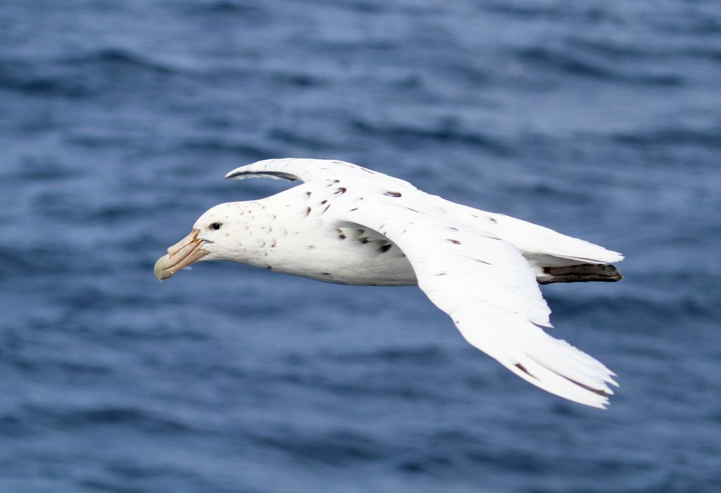 The White Morph - Heritage Collection Kaikoura Luaran gambar